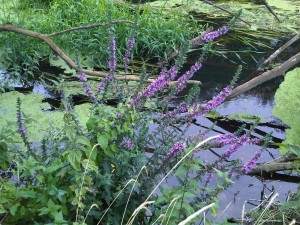 Purple Loosestrife (Lythrum sclicaria)
